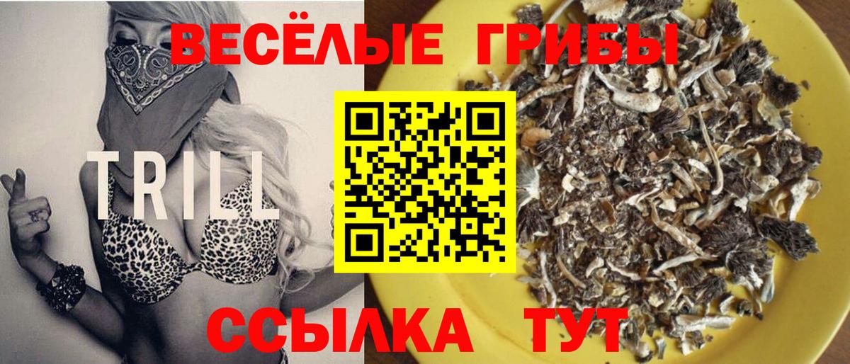 Славгород  закладка  Вход с VPN  Псилоцибиновые грибы Cubensis 